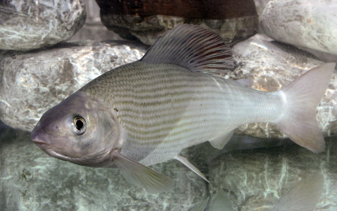 Lipan v porečju Soče (LIPAN)