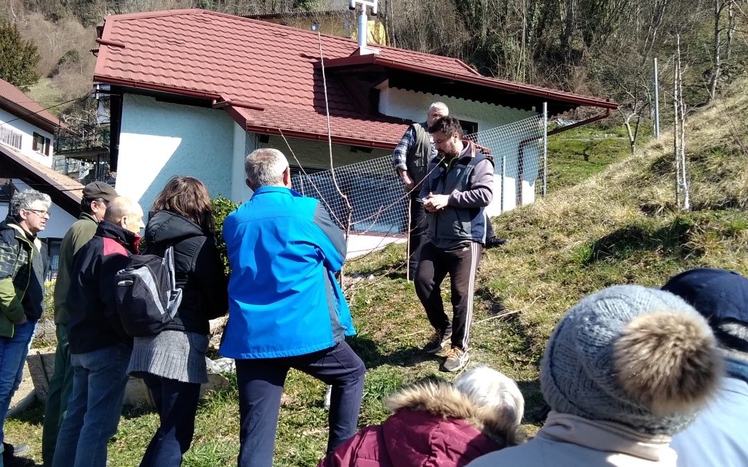 Prikazi rezí sadnega drevja