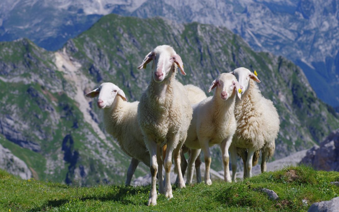 Izvajanje projekta “Iz drobnice”