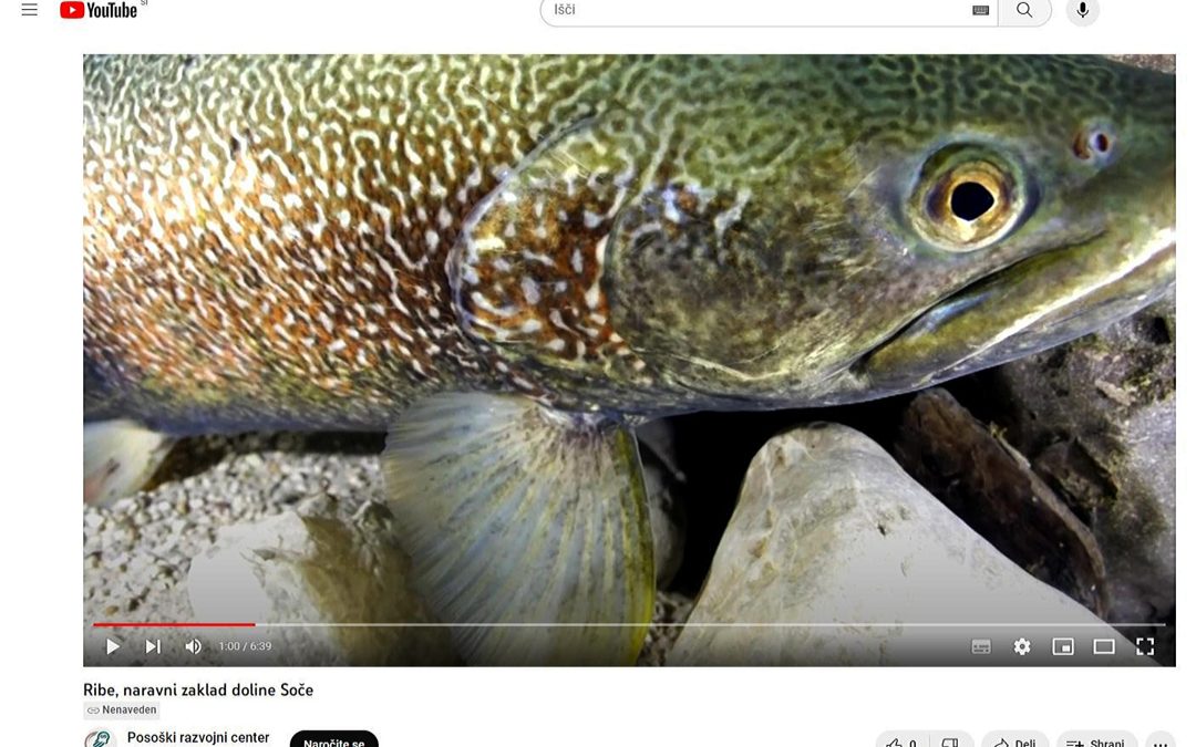 Naše ribe v kratkem dokumentarnem filmu