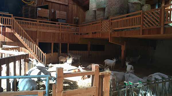 Iz govedoreje so se preusmerili v kozjerejo in vzrejo piščancev pitancev