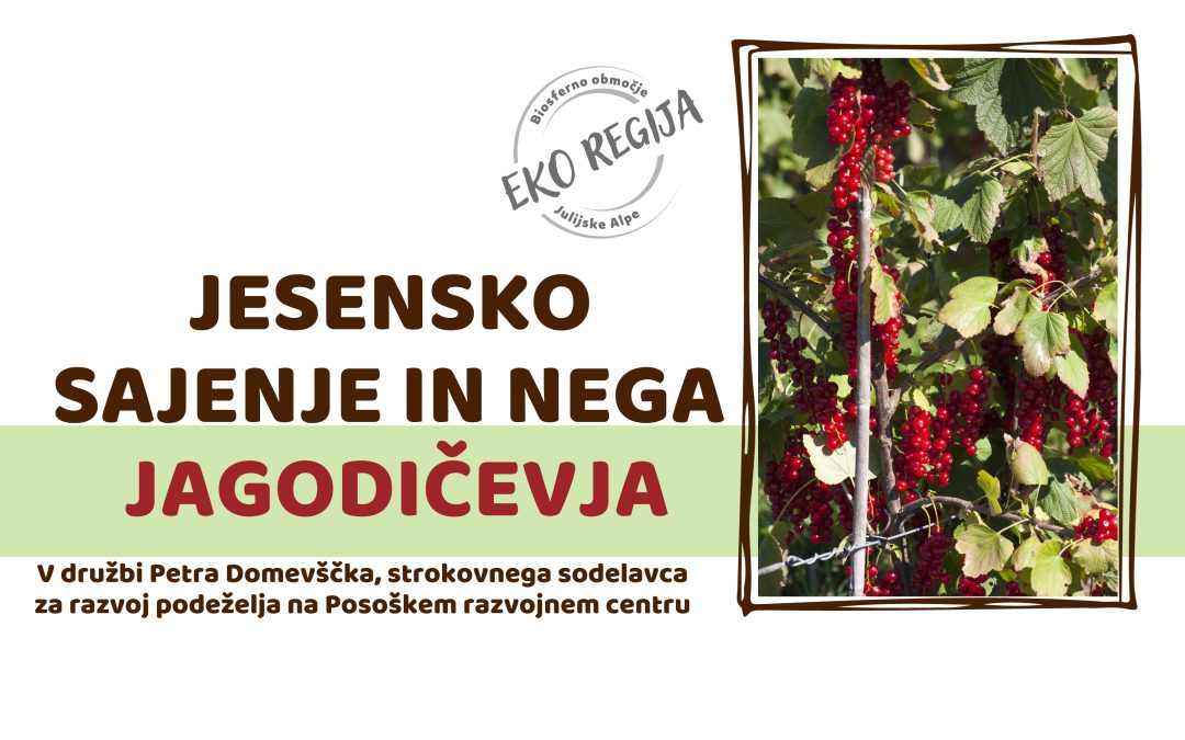 Jesensko sajenje in nega jagodičevja
